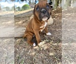 Small #7 Boxer