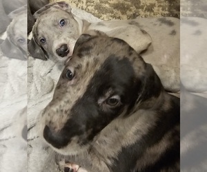 Medium Irish Dane