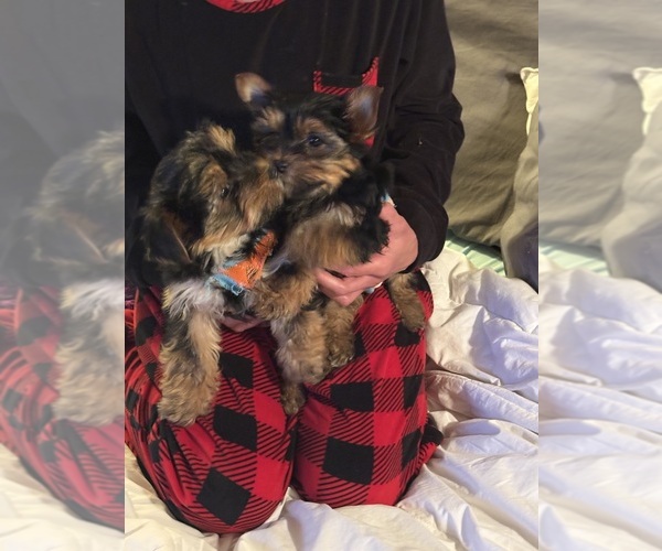 Medium Photo #16 Yorkshire Terrier Puppy For Sale in SAN ANTONIO, TX, USA