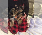 Small #15 Yorkshire Terrier