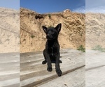 Small Photo #5 Belgian Malinois Puppy For Sale in SAN DIEGO, CA, USA