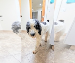 Father of the Labradoodle puppies born on 03/09/2025