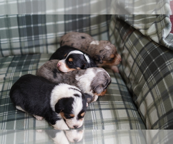 Medium Photo #5 Cardigan Welsh Corgi-Poodle (Miniature) Mix Puppy For Sale in FREDERICK, MD, USA