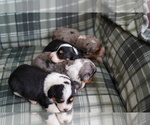 Small Photo #5 Cardigan Welsh Corgi-Poodle (Miniature) Mix Puppy For Sale in FREDERICK, MD, USA