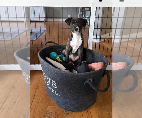 Medium Photo #21 Labrador Retriever-Unknown Mix Puppy For Sale in Plainfield, IL, USA