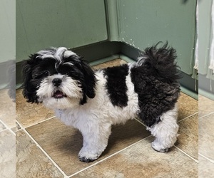 Shih Tzu Puppy for sale in UNION CITY, TN, USA