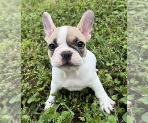 French Bulldog Puppy for sale in CHARLOTTE, NC, USA
