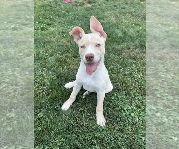 Medium Photo #1 Labsky Puppy For Sale in Springdale, PA, USA