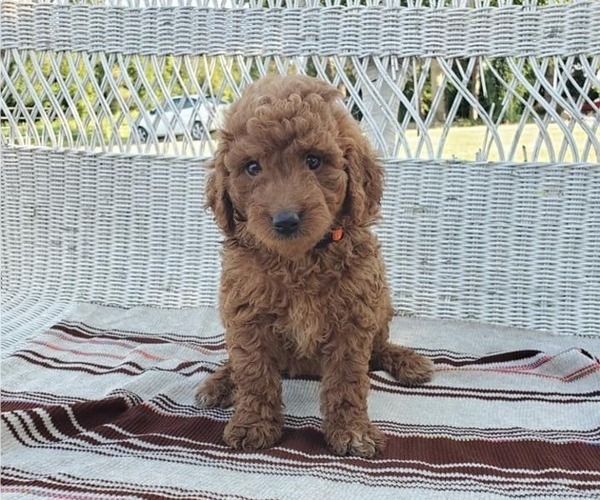 Medium Photo #3 Goldendoodle Puppy For Sale in BREMEN, IN, USA