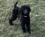 Puppy Pink Poodle (Standard)