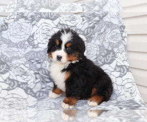 Bernese Mountain Dog Puppy for sale in SHILOH, OH, USA