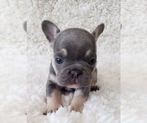 French Bulldog Puppy for sale in OVERLAND, KS, USA