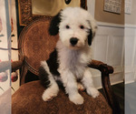 Small Photo #5 Old English Sheepdog Puppy For Sale in WILMINGTON, OH, USA