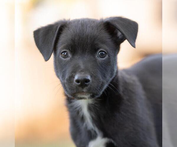 Medium Photo #9 Labrador Retriever-Unknown Mix Puppy For Sale in San Diego, CA, USA