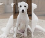 Small #1 Labrador Retriever Mix
