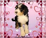 Small Photo #35 Bernedoodle Puppy For Sale in BLACK FOREST, CO, USA