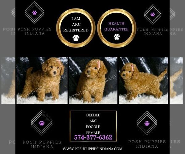 Medium Photo #5 Poodle (Toy) Puppy For Sale in WARSAW, IN, USA