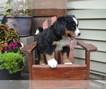 Small Photo #20 Bernese Mountain Dog Puppy For Sale in GREENWOOD, WI, USA