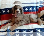 Small #4 Poodle (Standard)