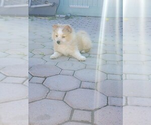 Pomeranian Puppy for sale in HAYWARD, CA, USA