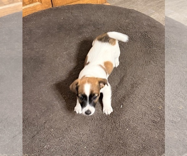 Medium Photo #4 Jack Russell Terrier Puppy For Sale in FREEMAN, MO, USA