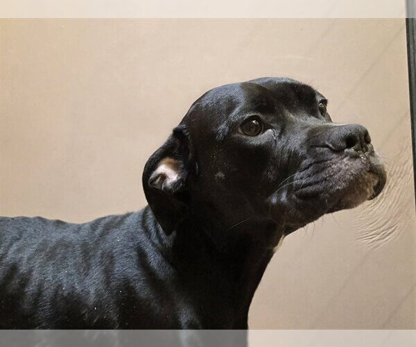 Medium Photo #1 Mutt Puppy For Sale in Martinez, CA, USA