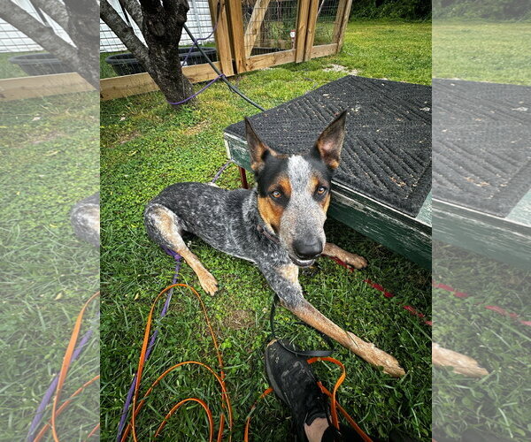 Medium Photo #4 Mutt Puppy For Sale in Garden City, NY, USA