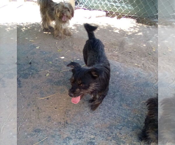 Medium Photo #7 Poodle (Miniature)-Unknown Mix Puppy For Sale in Apple Valley, CA, USA