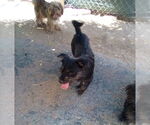 Small #6 Poodle (Miniature) Mix