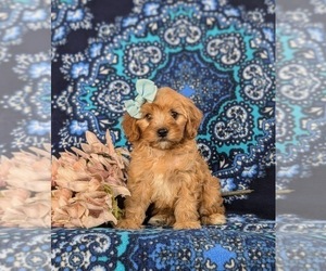 Cavapoo Puppy for sale in QUARRYVILLE, PA, USA