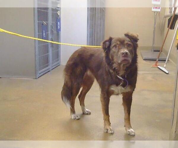 Medium Photo #1 Australian Shepherd-Unknown Mix Puppy For Sale in Sacramento, CA, USA