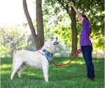 Small #4 Great Pyrenees Mix