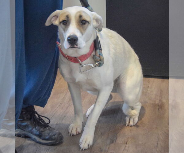 Medium Photo #3 Great Pyrenees-Unknown Mix Puppy For Sale in Huntley, IL, USA