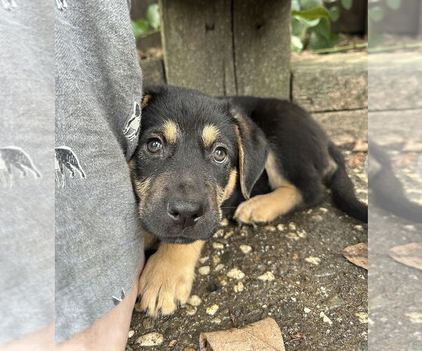 Medium Photo #5 German Shepherd Dog-Unknown Mix Puppy For Sale in West Sacramento, CA, USA