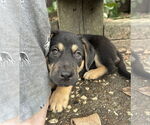 Small #4 German Shepherd Dog Mix