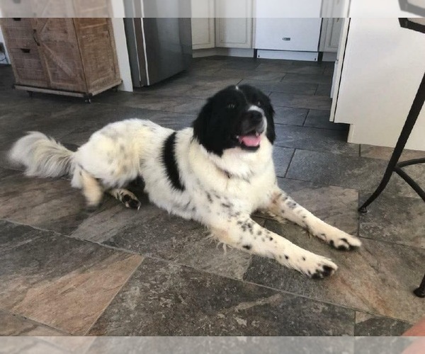 Medium Photo #2 Mutt Puppy For Sale in pomfret, CT, USA