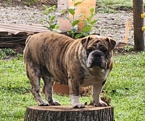 Mother of the English Bulldogge puppies born on 01/25/2025