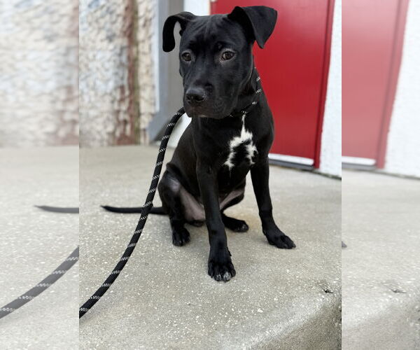 Medium Photo #1 Labrador Retriever-Unknown Mix Puppy For Sale in Sanford, FL, USA
