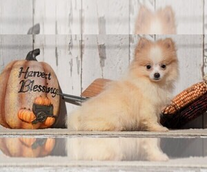 Pomeranian Puppy for sale in FREDERICKSBG, OH, USA