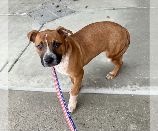 Medium Photo #4 Boxer-Unknown Mix Puppy For Sale in Dublin, OH, USA