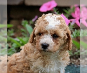 Poodle (Miniature) Puppy for sale in MORGANTOWN, PA, USA