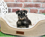 Small #10 Schnauzer (Miniature)