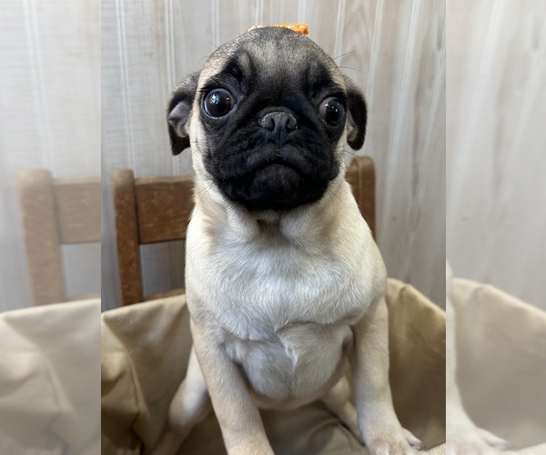 Medium Photo #4 Pug Puppy For Sale in ATHENS, WI, USA