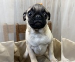 Small #3 Pug