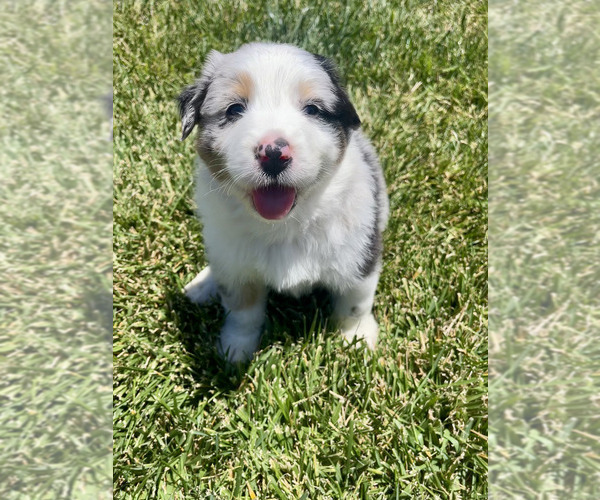 Medium Photo #7 Australian Shepherd Puppy For Sale in PASO ROBLES, CA, USA