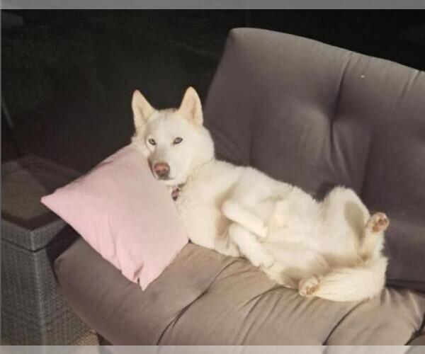 Medium Photo #3 Siberian Husky Puppy For Sale in Santa Barbara, CA, USA