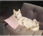 Small #2 Siberian Husky