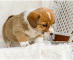 Small #4 Pembroke Welsh Corgi