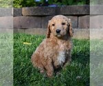 Small Photo #1 Goldendoodle-Poodle (Standard) Mix Puppy For Sale in MILLERSBURG, OH, USA