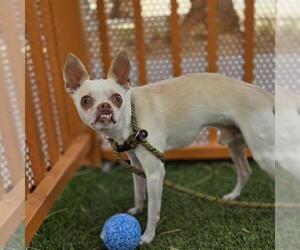 Chihuahua-Unknown Mix Dogs for adoption in Las Vegas, NV, USA
